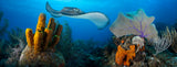 "Cobalt Coast"   18 X 48