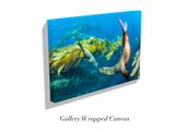 "California Sea Lions"