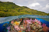 "Fijian Reef Scene"
