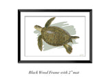 "Adult Green Turtle"