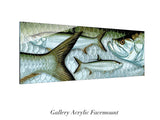 "Atlantic Tarpon"