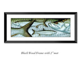 "Atlantic Tarpon"