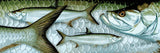 "Atlantic Tarpon"