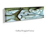 "Atlantic Tarpon"