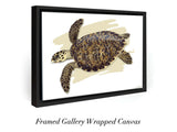 "Juvenile Hawksbill Turtle"