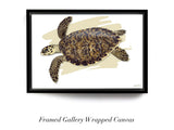 "Juvenile Hawksbill Turtle"