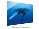 "Humpback Whale and Calf, Roca Partida"