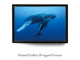 "Humpback Whale and Calf, Roca Partida"