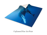 "Humpback Whale and Calf, Roca Partida"