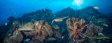 "Exquisite Reef" 18X48 Exhibition Print Satin