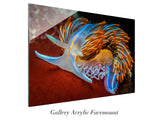 "Flame-tipped Nudibranch"