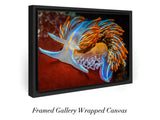 "Flame-tipped Nudibranch"