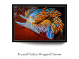 "Flame-tipped Nudibranch"