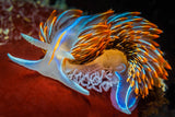 "Flame-tipped Nudibranch"