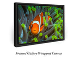 "Nemo Found"