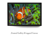"Nemo Found"