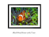 "Nemo Found"