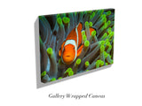"Nemo Found"