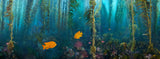 "Kelp Forest Damsels"  18x48 Exhibition Print Gloss