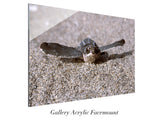 "Flying Leatherback"