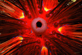 "Sea Urchin"