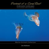"Marine Animals Collection" Photography Book and Catalog
