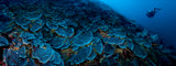 "Midnight Reef" 18X48 Exhibition Print Satin