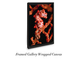 "Pygmy Seahorse"