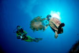 "Turtle Eating Jellyfish"