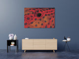 "Coral Grouper Eye"