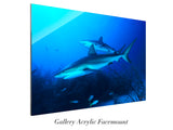 "Caribbean Reef Sharks"