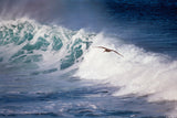 "Pelican Wave"