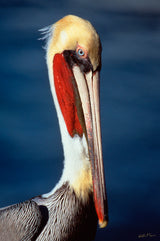 "Brown Pelican"