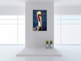 "Brown Pelican"
