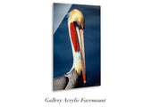 "Brown Pelican"