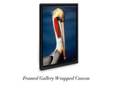"Brown Pelican"