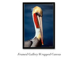 "Brown Pelican"