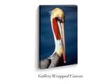"Brown Pelican"