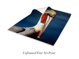 "Brown Pelican"