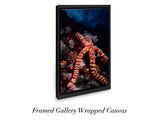 "Knobby Sea Star on Reef"
