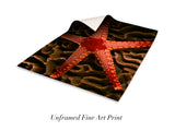 "Sea Star on Hard Coral"