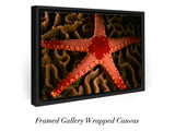 "Sea Star on Hard Coral"