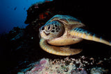 "Green Turtle"