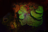 "Shimmering Polyps"