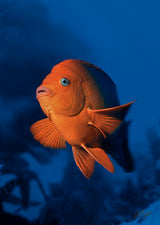 "Garibaldi"