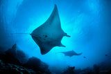 "Mantas in Silhouette"
