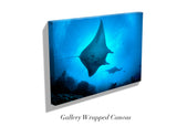 "Mantas in Silhouette"