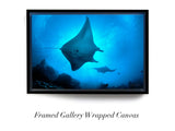 "Mantas in Silhouette"