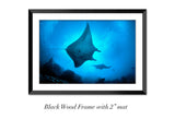 "Mantas in Silhouette"