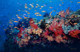 "Reef Beauty"